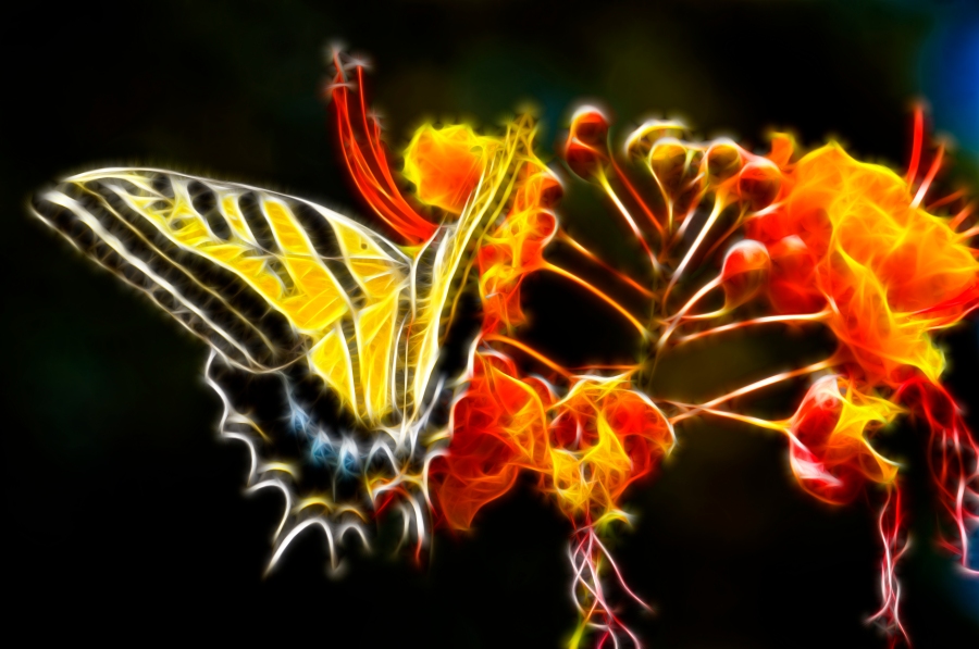 I was also curious to see how a butterfly works with fractalius and here is